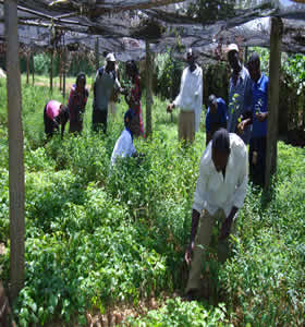 tree plantation training Solongo Help Organization